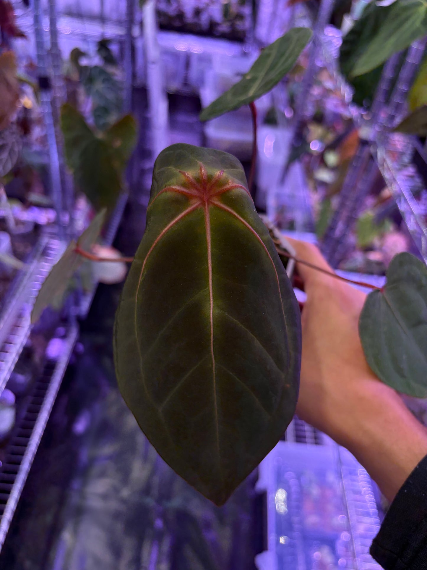 Anthurium Red Spider