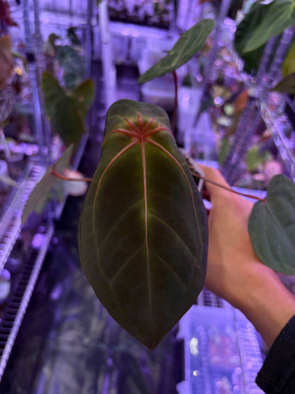 Anthurium Red Spider