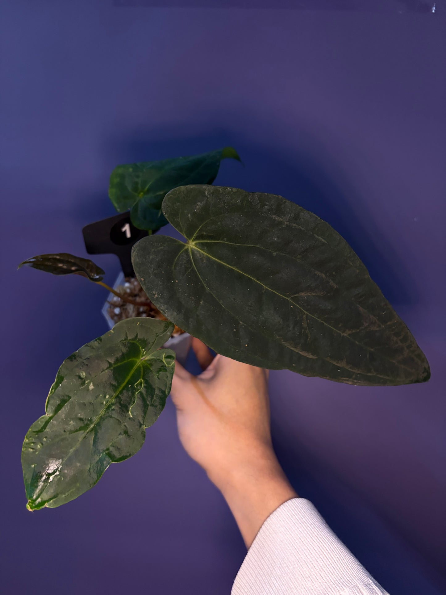 Anthurium pap ‘FS’ × (pap ‘FS’ × ‘AOS’) - selected