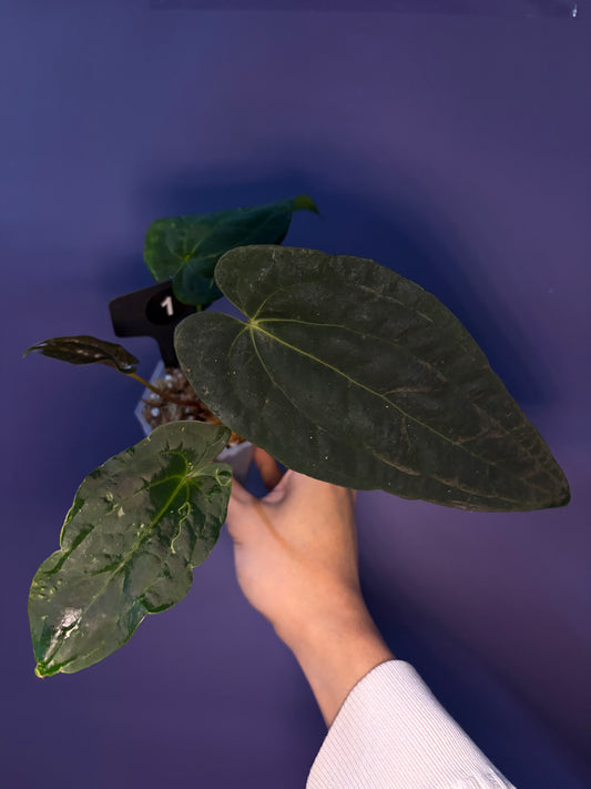 Pre-order: Anthurium pap ‘FS’ × (pap ‘FS’ × ‘AOS’) - selected