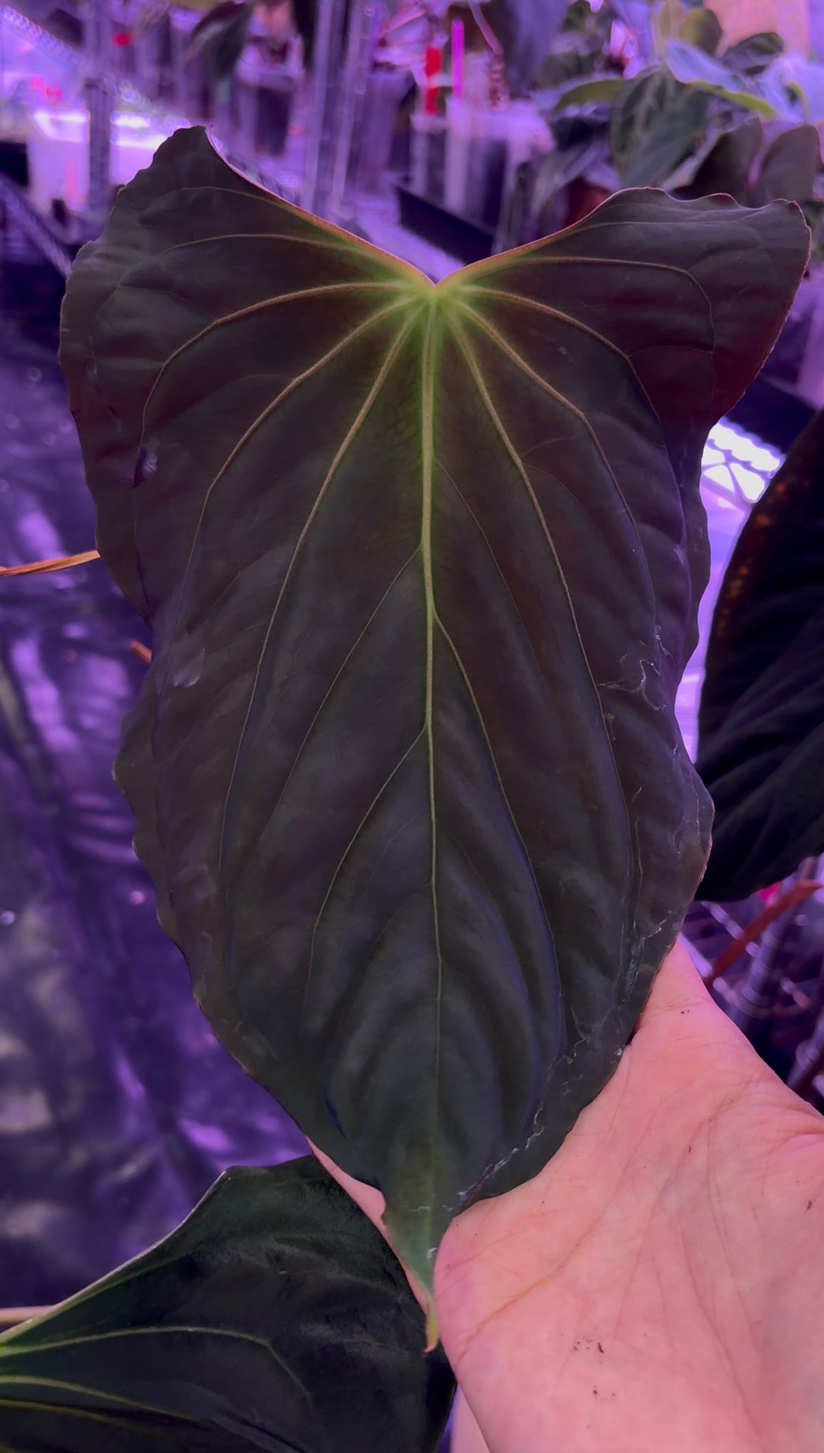 Anthurium papillilaminum ‘Vanderbilt’ - clone
