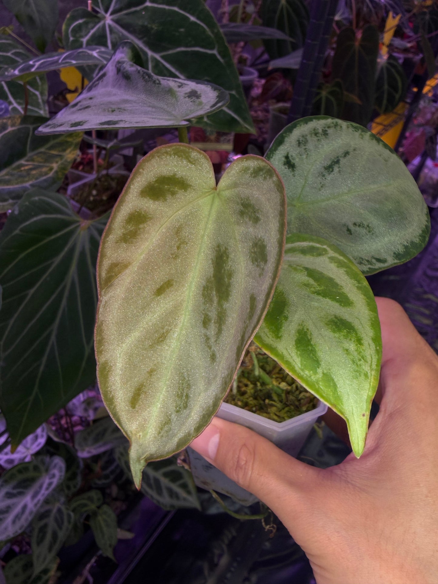 Anthurium Silver blush (full silver selected #1)