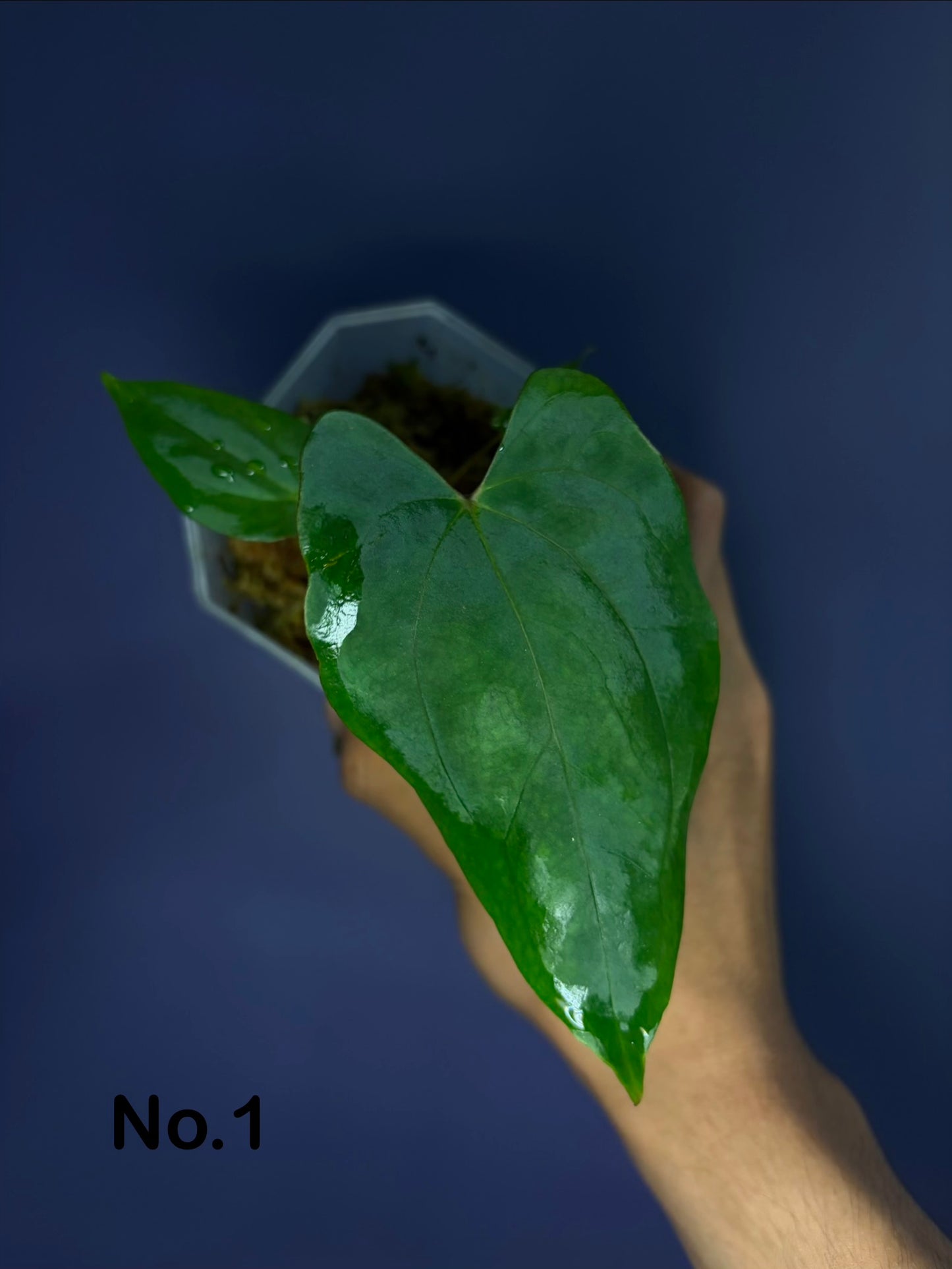 Anthurium papillilaminum ‘Ralph Lynam’ S1 (selected #3)