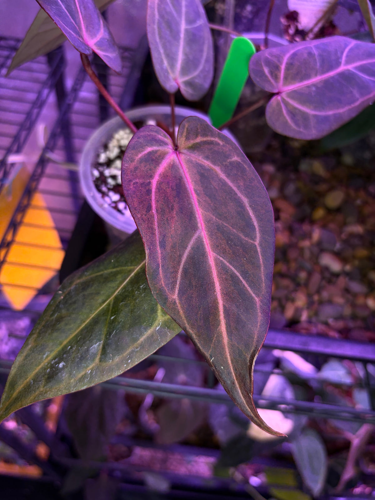 Docblock Dark & handsome ‘9’ × Red velvet cake ‘24’ variegata