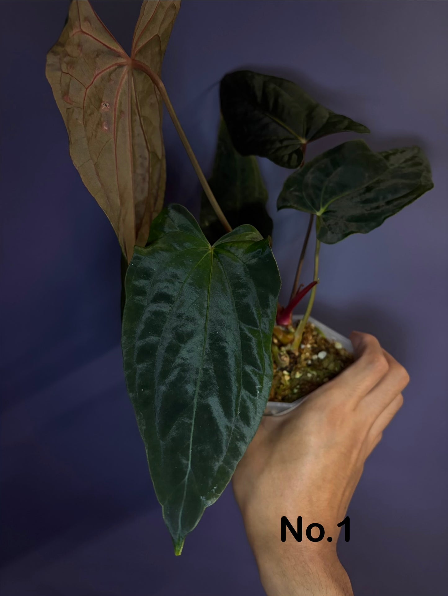 Anthurium Papillilaminum 'Ralph Lynam' × 'Fort Sherman' (RL × FS) (from Dwane)