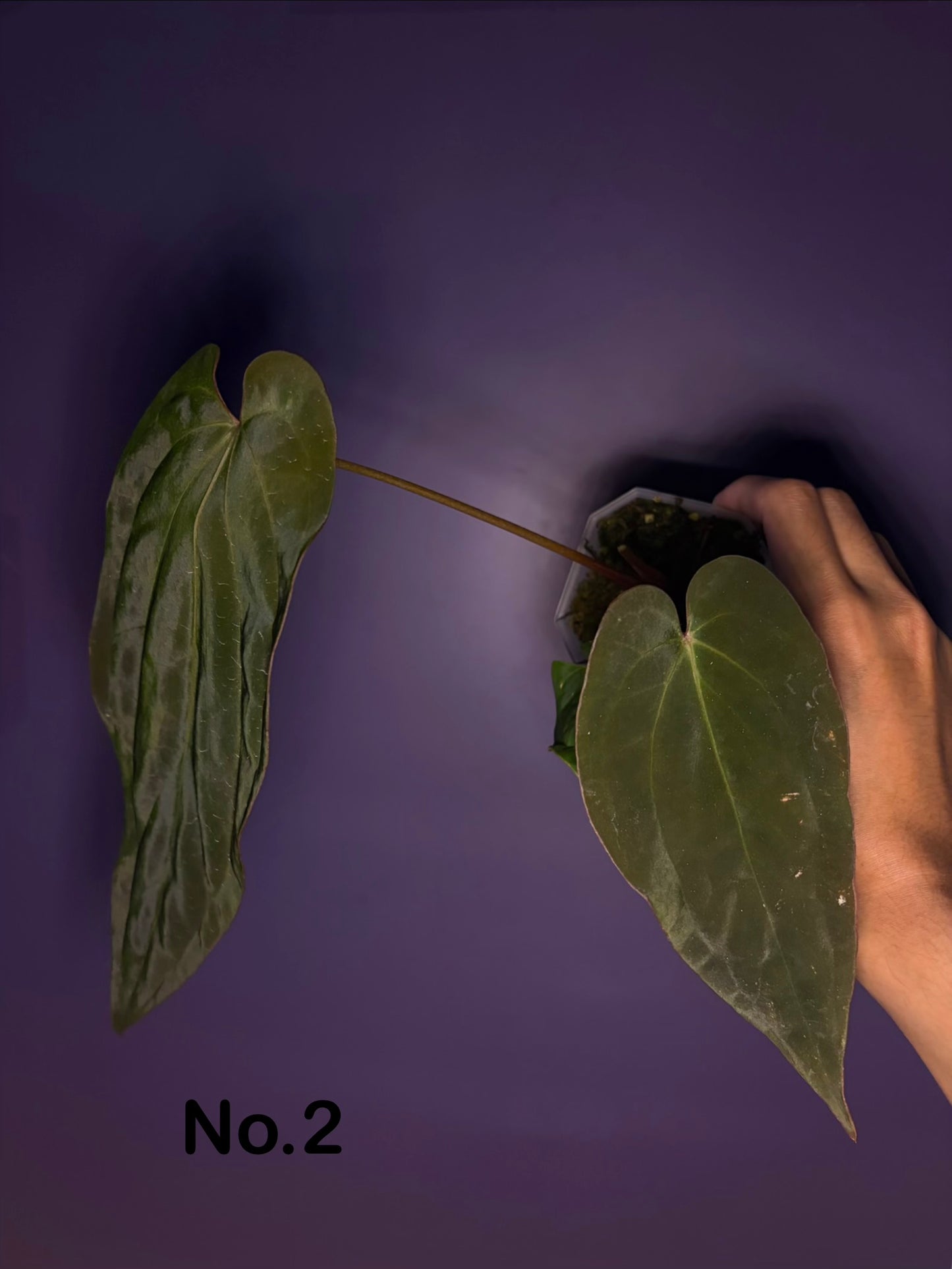 Anthurium Antolakii/BVEP (Round × Felix) × Papi (RL × FS) – Secret Foliage