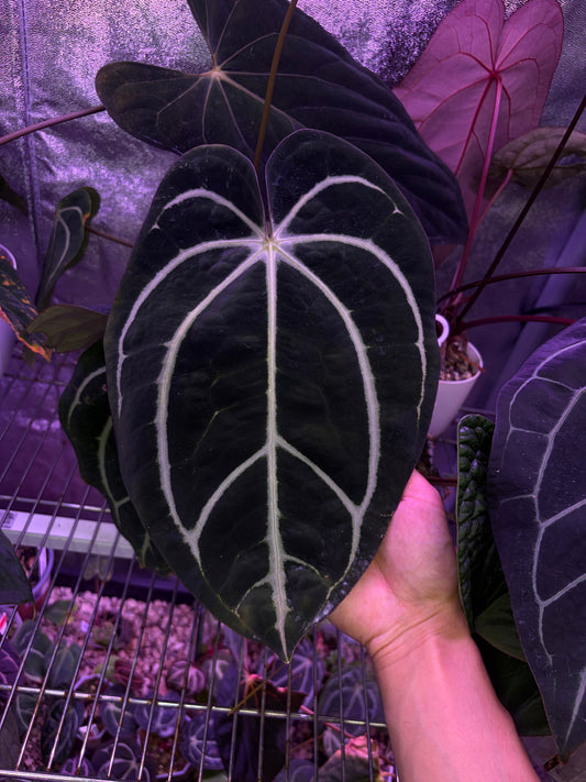 Anthurium carlablackiae #3