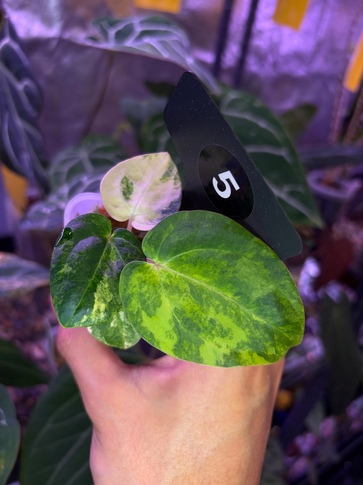 Anthurium papillilaminum var. × carlablackiae