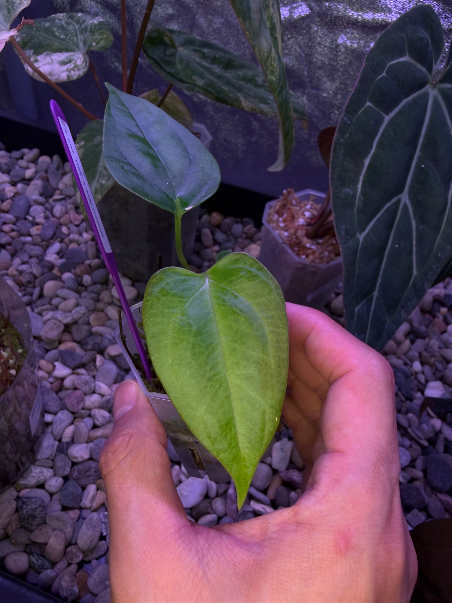 Anthurium ‘Miss Worldwide’ (portillae ‘NSE’ × ‘Indo Portillae’)