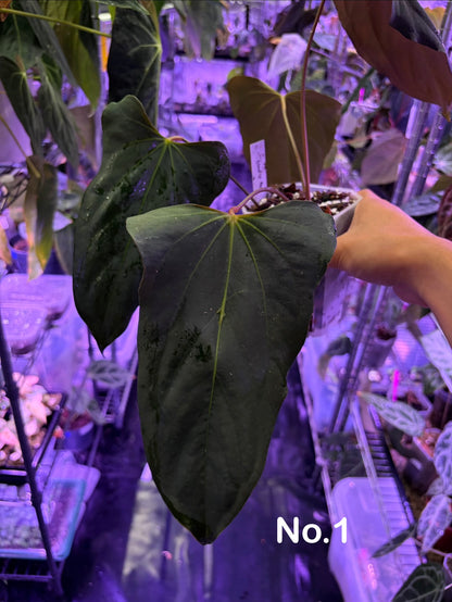 Anthurium Blue Papillilaminum × Indo Portillae (selected)