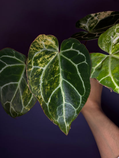 Anthurium crystallinum variegata
