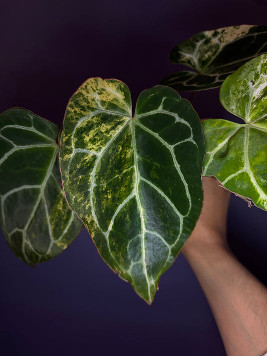 Anthurium crystallinum variegata