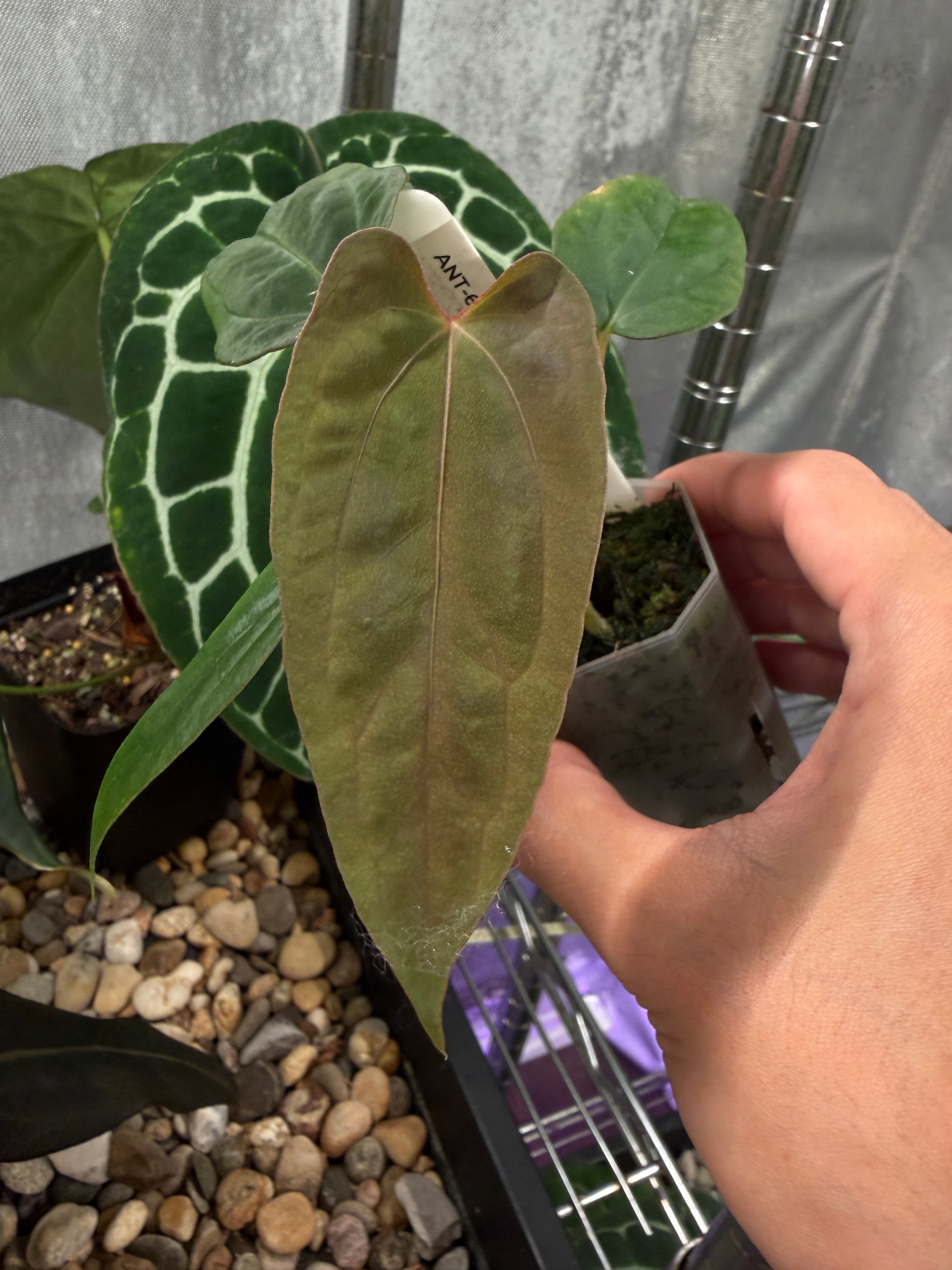 Anthurium ('Papi Ree Gardens' × 'Eastern Dressleri