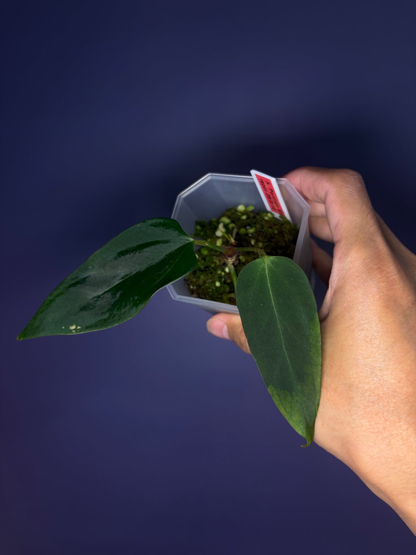 Anthurium portillae ‘Dorito’ S1