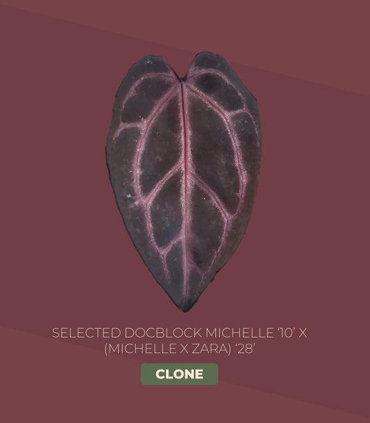 Selected Docblock Michelle ‘10’ X (Michelle X Zara) ‘28’