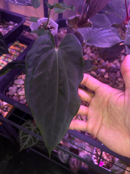 Anthurium ‘BVEP’/antolakii [Tezula] × self