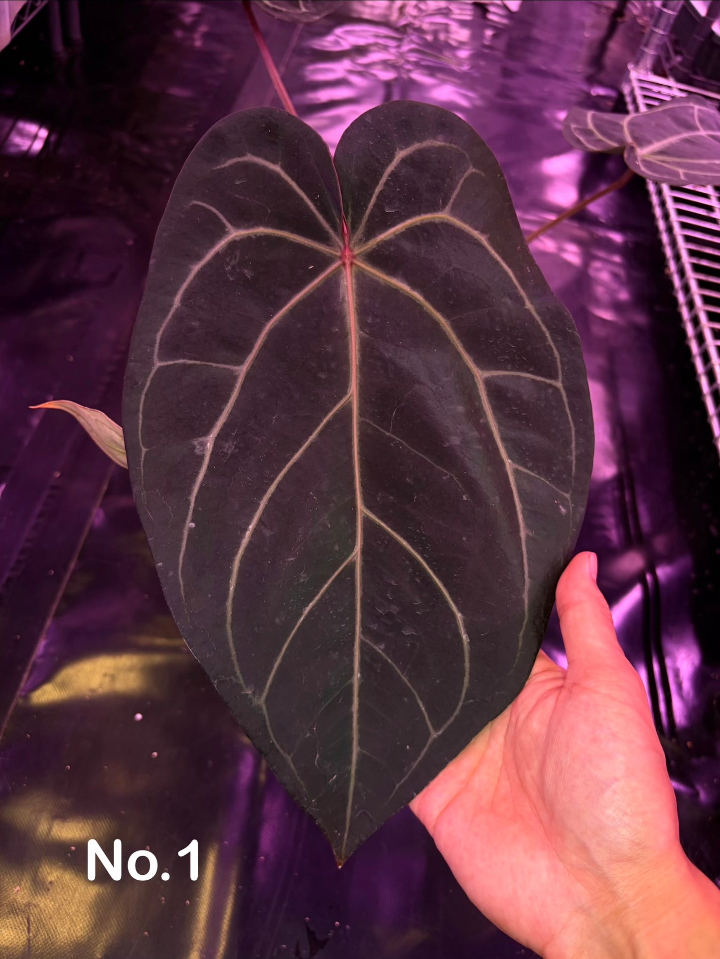 Docblock 'Zara' 29 × ('Michelle' × 'Zara') 28) - mother plant