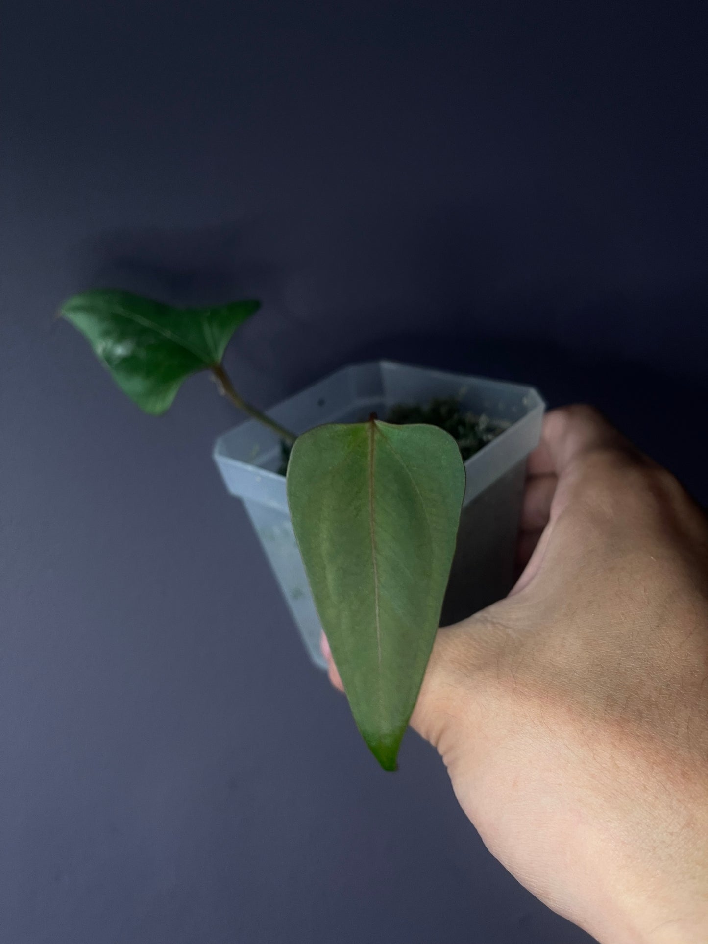 Anthurium ‘Black Sweet’ SF1