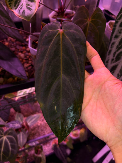 Anthurium papillilaminum ‘blue’ × ‘Hulk Naomi’