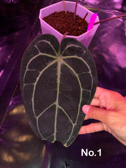 Docblock 'Zara' 29 × ('Michelle' × 'Zara') 28) - mother plant