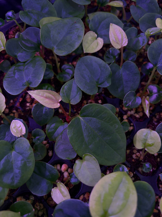 Seedling: NSE dressleri × Pap ‘RL’ S1