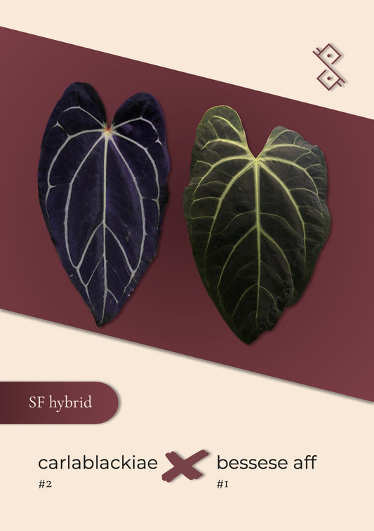 Seeds: Carlablackiae #2 × Besseae aff #1