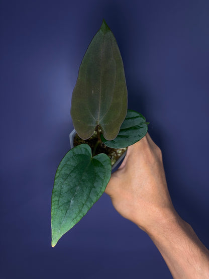 Anthurium (Papillilaminum RL × FS) × dressleri RG F2
