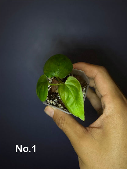 Anthurium Papillilaminum (RL × FS) ‘Flat’ × (RA2 × RA8)