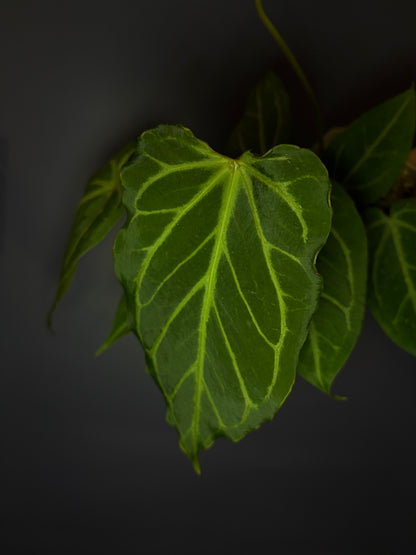 Anthurium Magnificum × (‘Zara’ × ‘Michelle’)