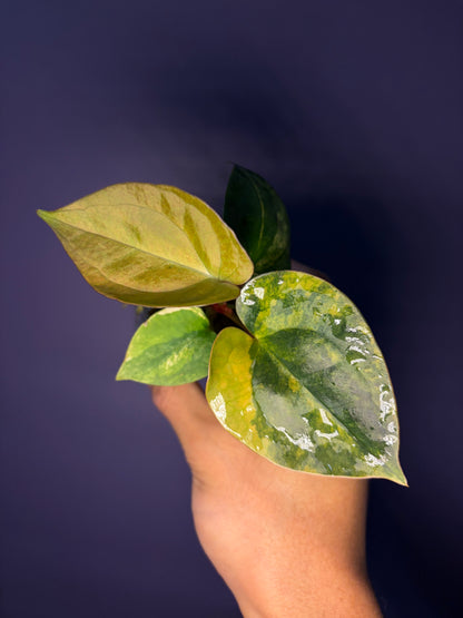 Anthurium papillilaminum var. × luxurians