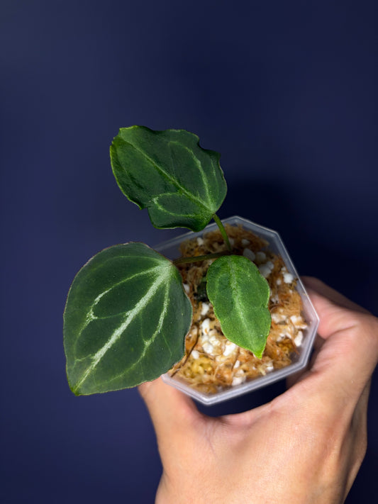 Anthurium King of Spades (HU) 'butterfly’ #4