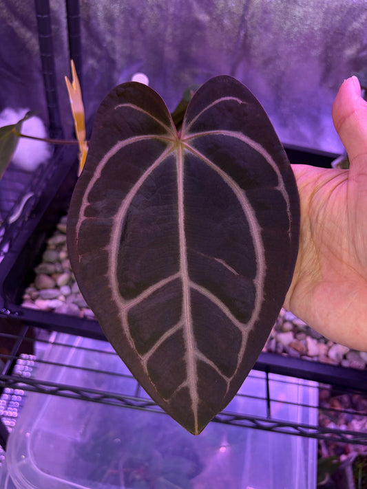 Anthurium carlablackiae (selected)