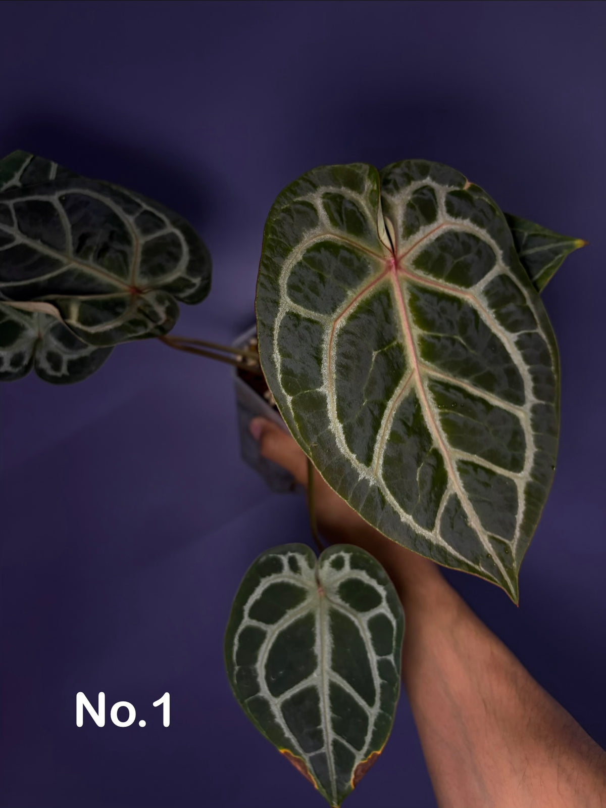 Anthurium (SKG ‘silver’ × Red crystallinum) × self