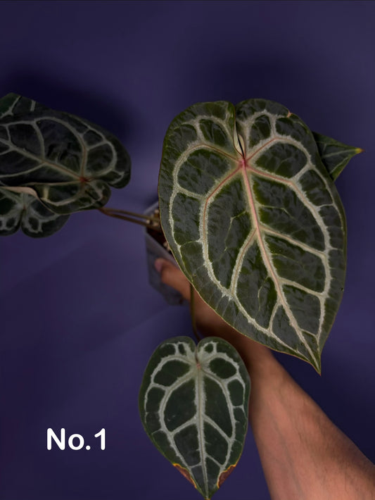 Anthurium (SKG ‘silver’ × Red crystallinum) × self