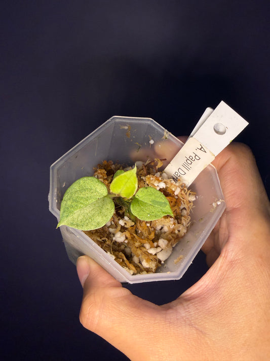 Anthurium papillilaminum ‘Dark’ variegata