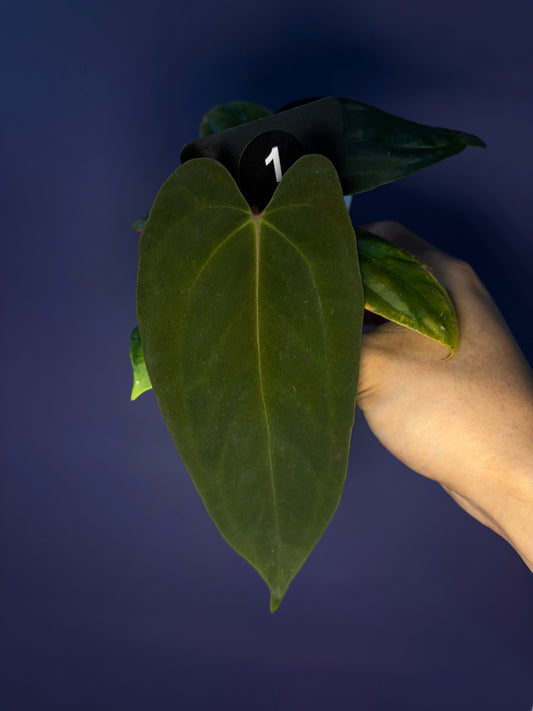 Anthurium Papillilaminum 'Fort Sherman' OG clone (JV)