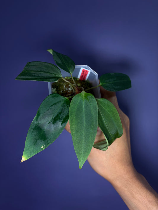 Anthurium portillae ‘Dorito’ S1