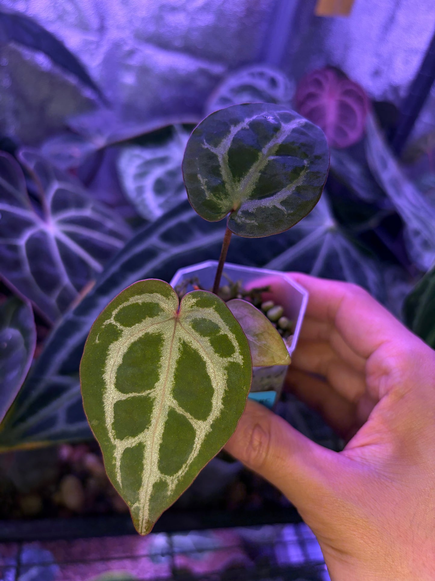 Anthurium SKG ‘Pink lemonade’ × Red crystallinum - clone