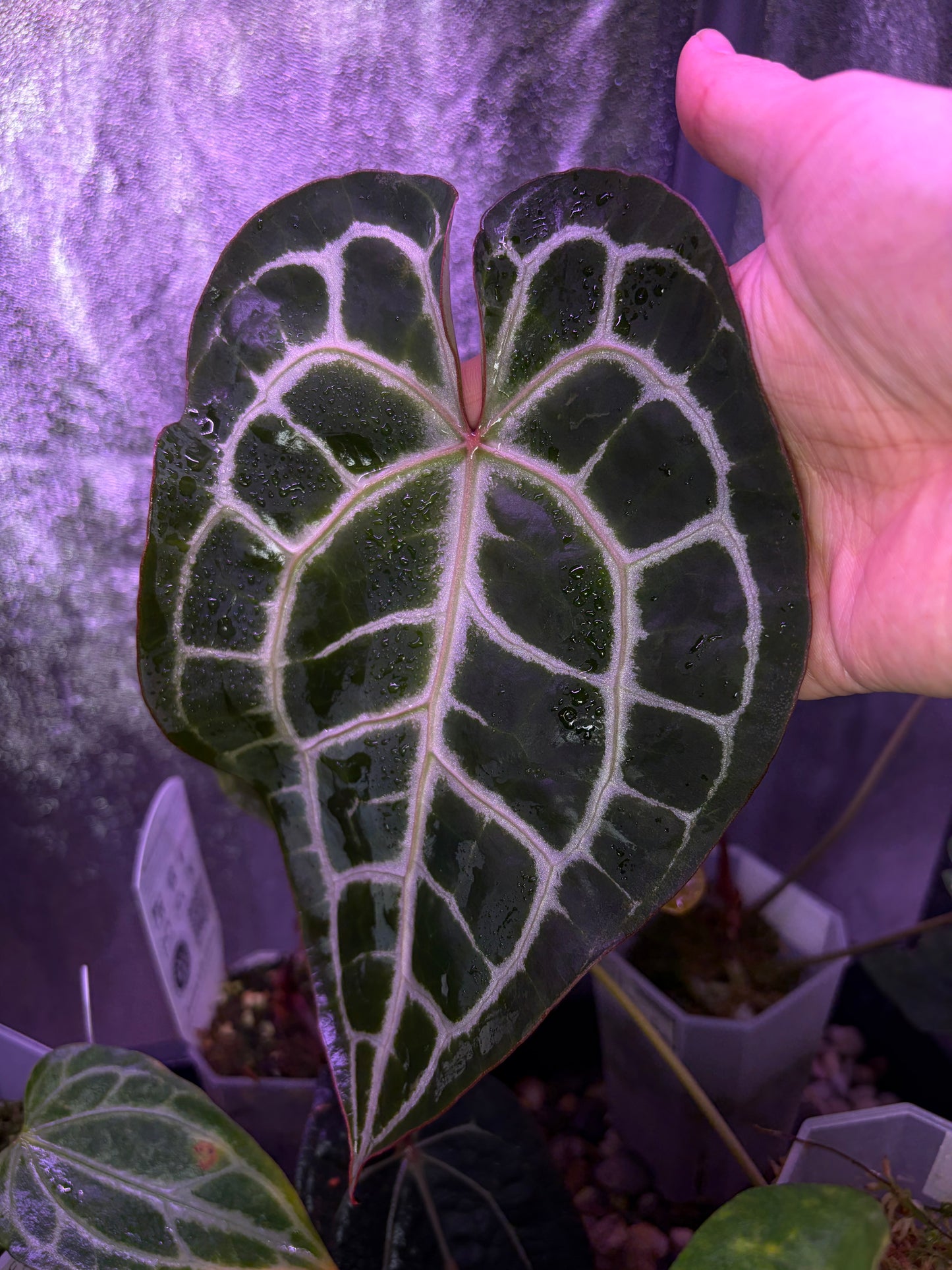 Anthurium ‘Raijin’ (Muchlis × Forgetii) × Michelle