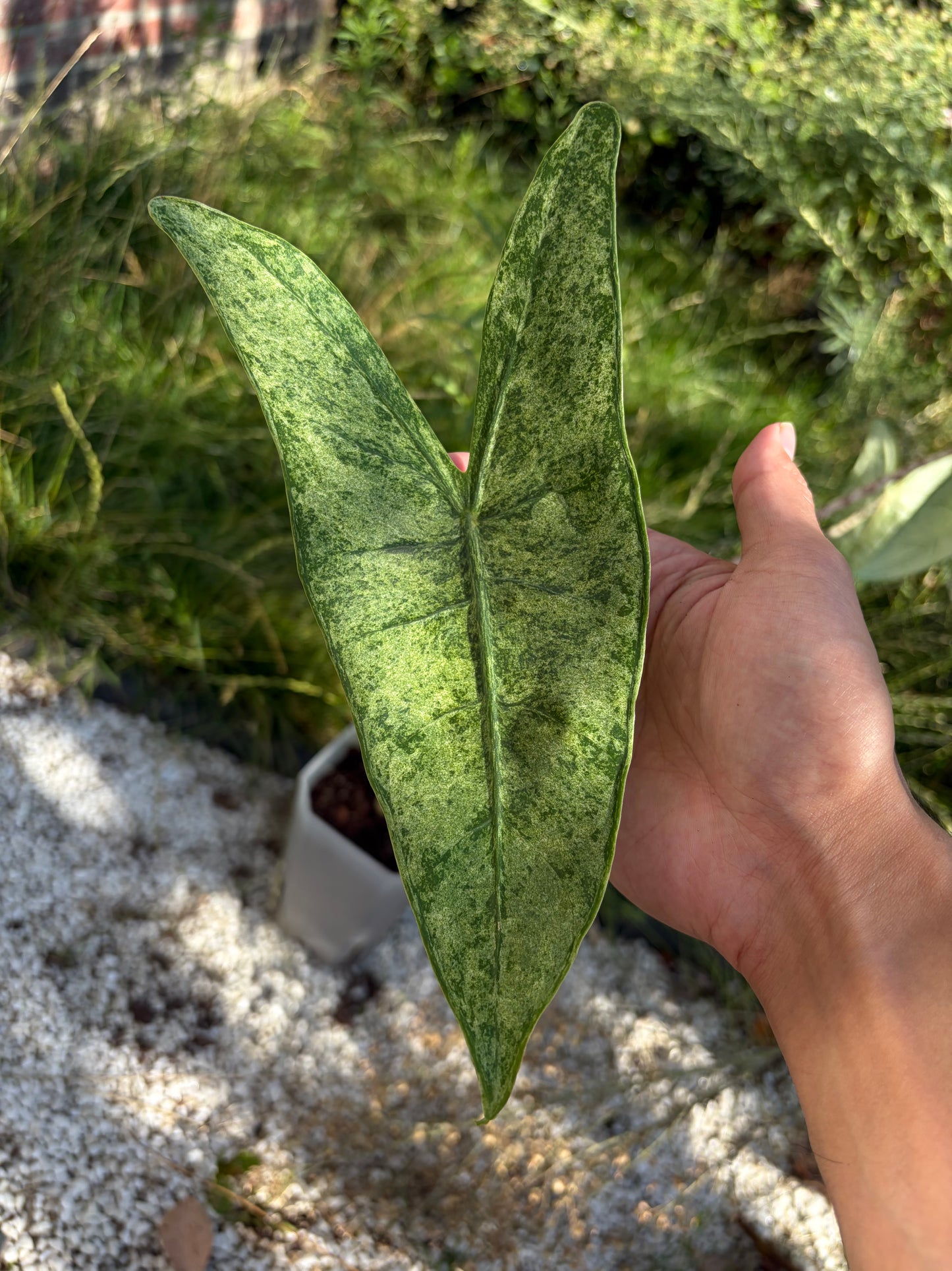 Alocasia Zebrina mojito