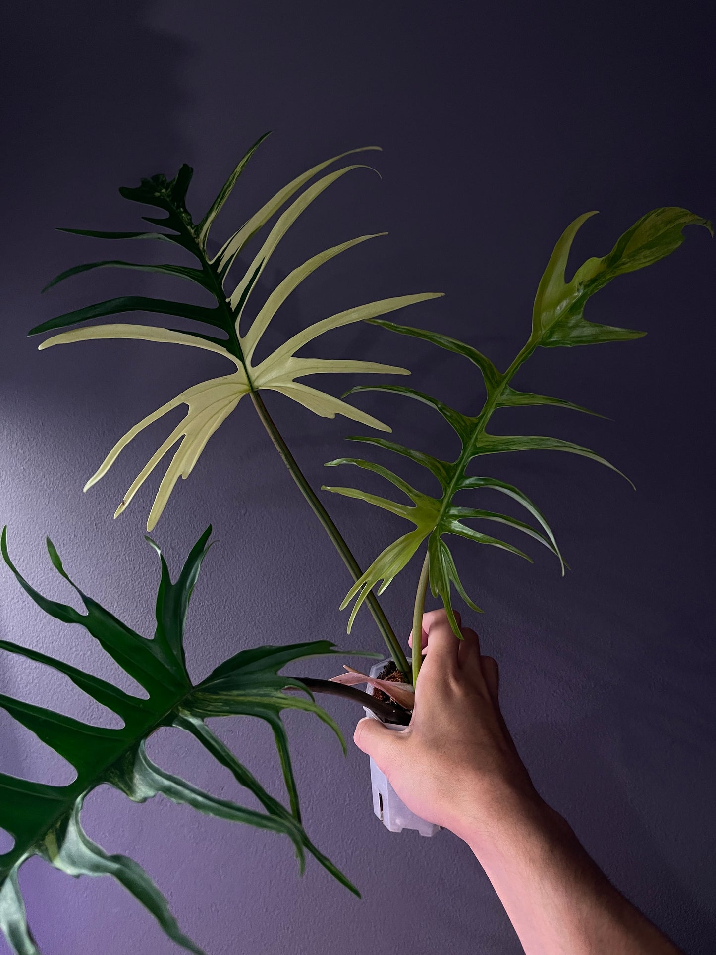 Philodendron Florida Beauty × Tortum Variegata