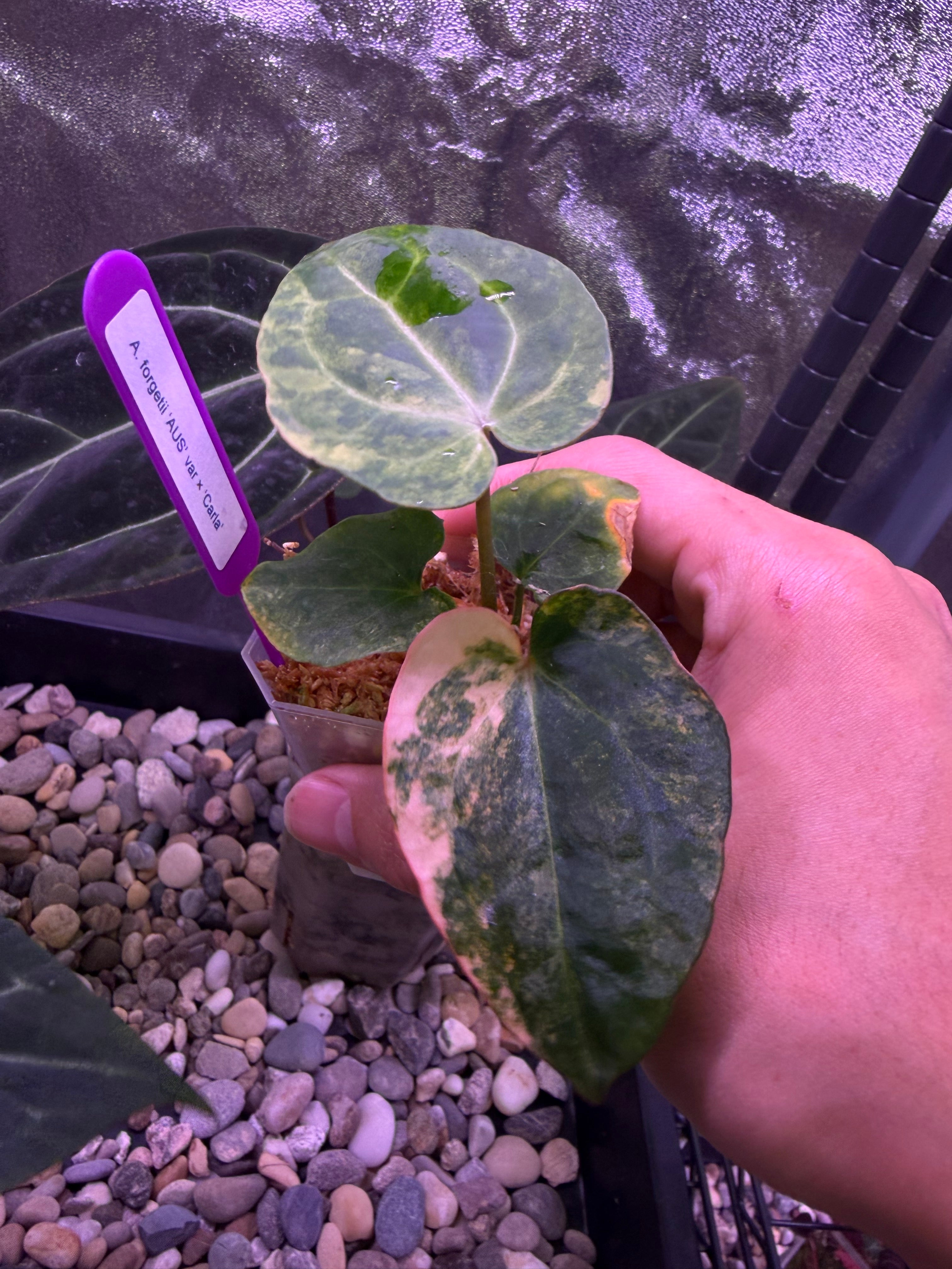 Anthurium forgetii 'Australia' var. × 'Carlablackiae' – Secret Foliage