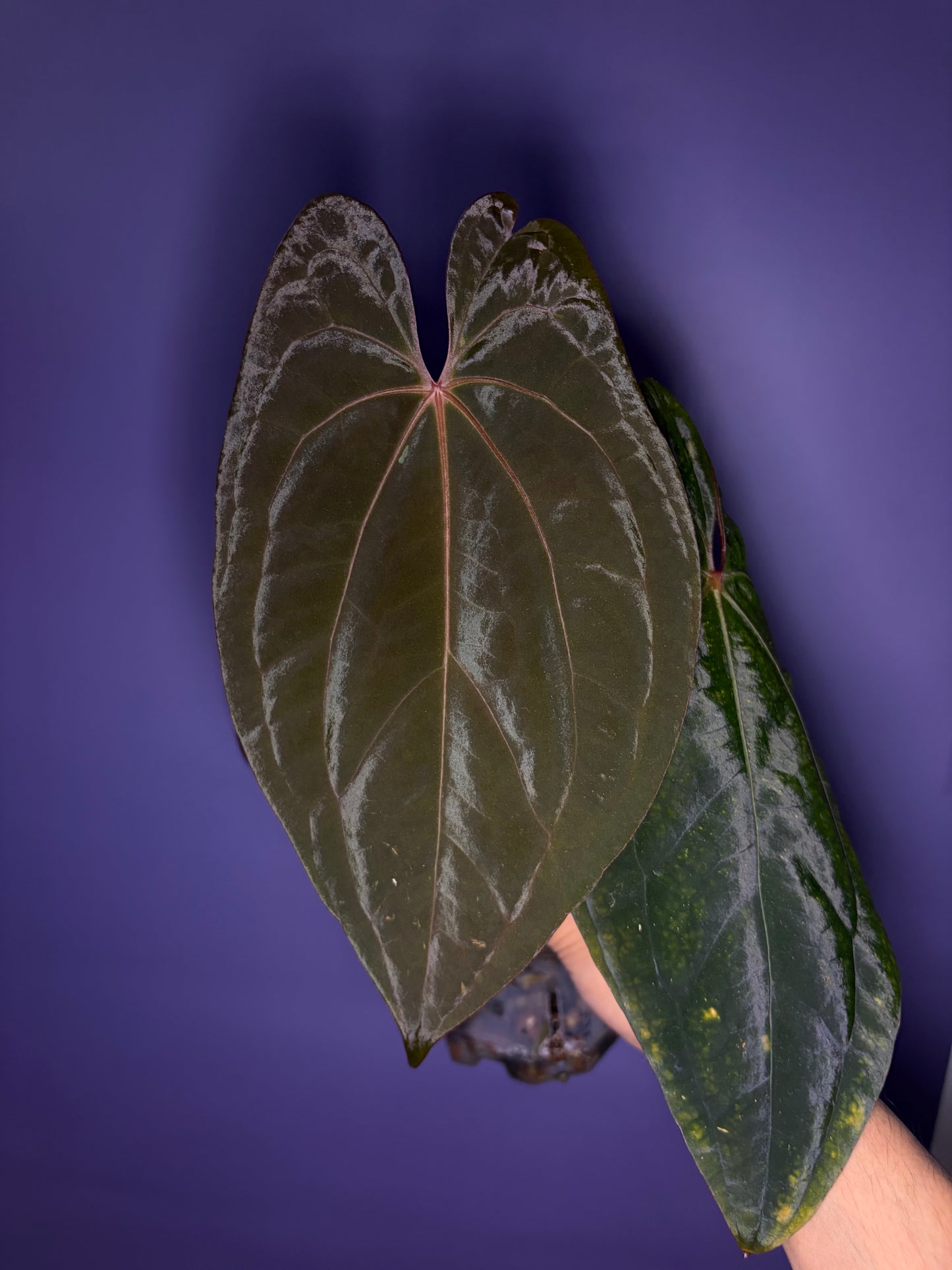 Anthurium Red Vein Dark Phoenix (RVDP) - clone