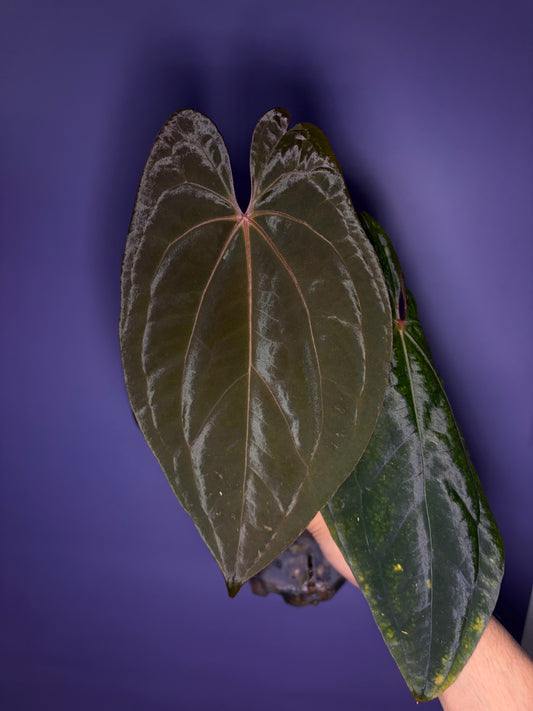 Anthurium Red Vein Dark Phoenix (RVDP) - clone