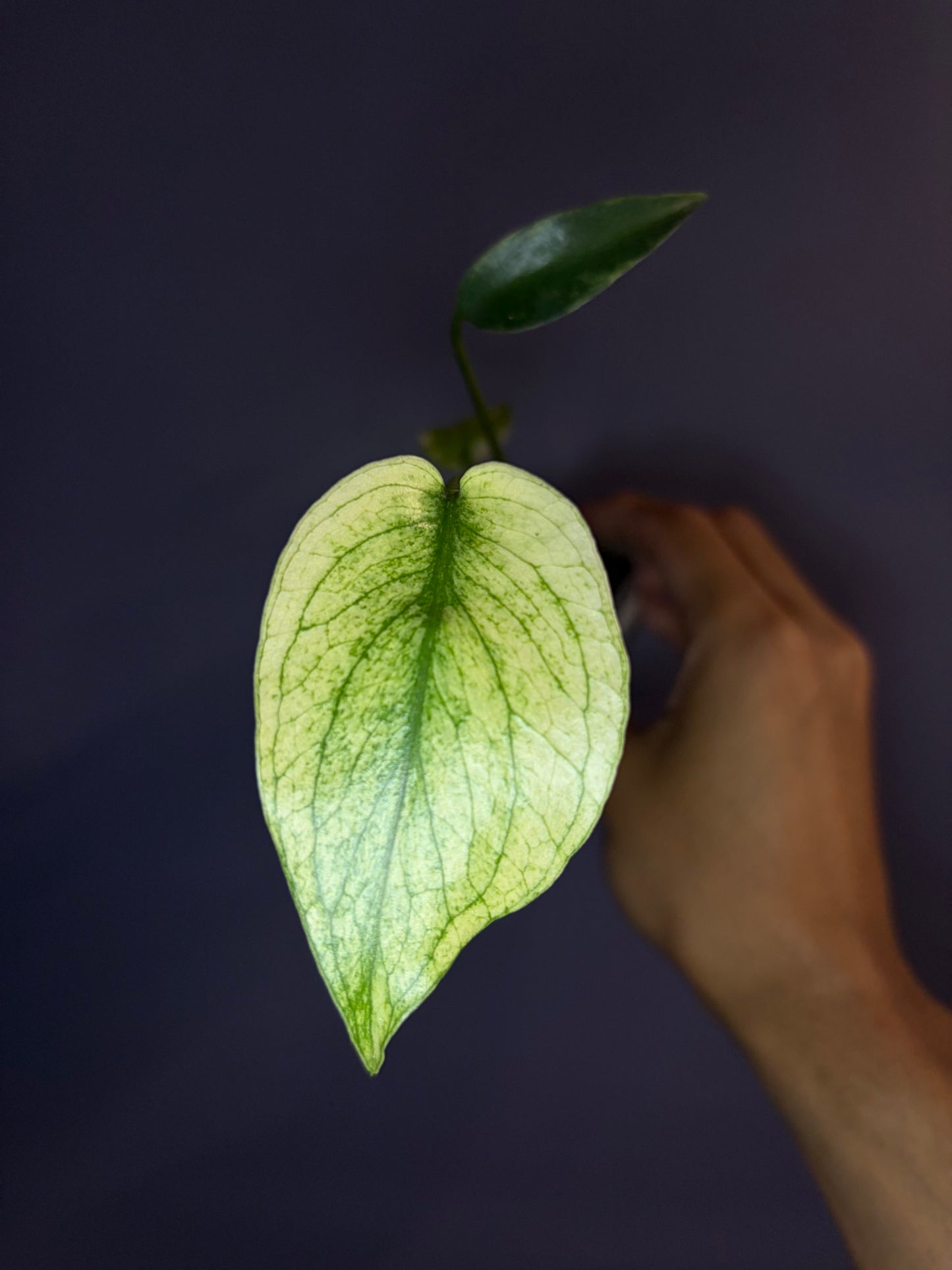 Monstera mint variegata
