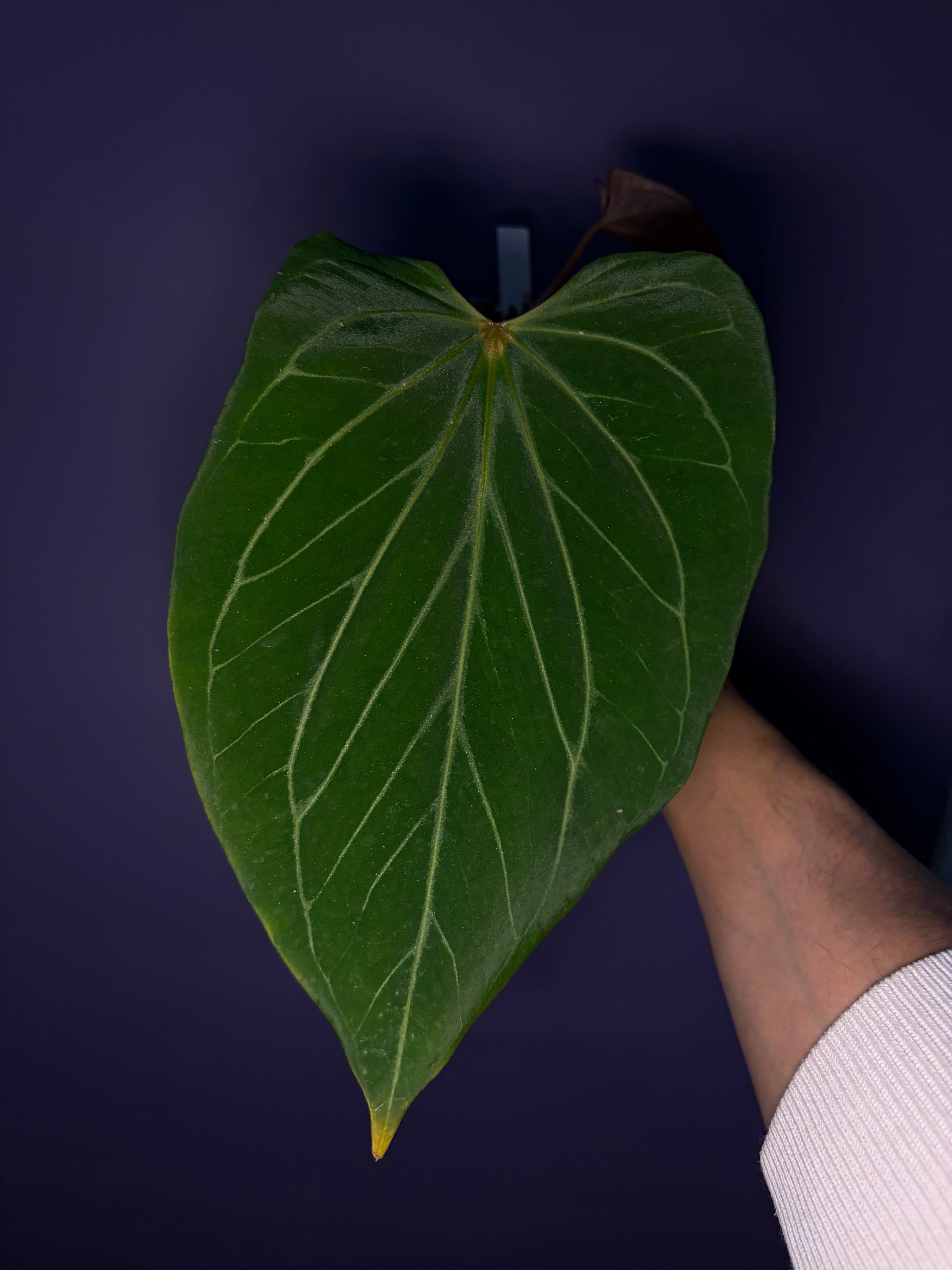 Anthurium King of Spades (HU) 'butterfly' #3 – Secret Foliage