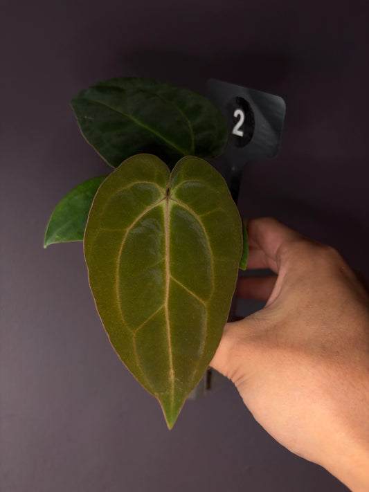 Anthurium Carlablackiae RA13 × BVEP OG1