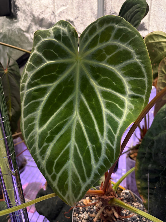 Anthurium Silver Tiger x Wonderboy A