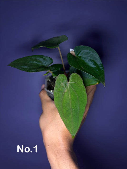 Anthurium dressleri RG F2 × RVDP