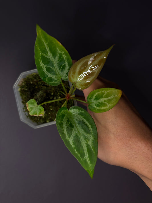 Anthurium ‘Silver Butterfly’